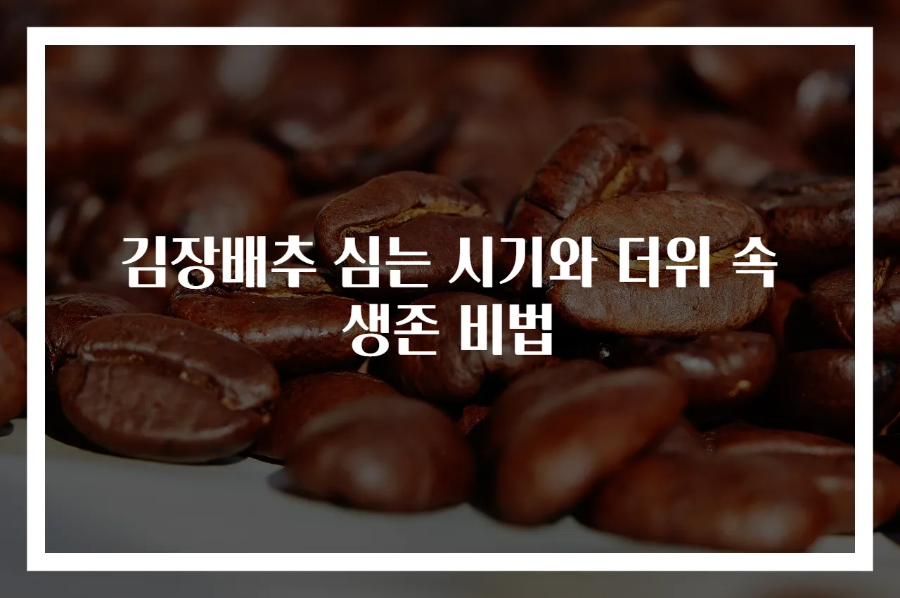 김장배추 심는 시기와 더위 속 생존 비법