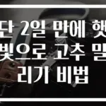 단 2일 만에 햇빛으로 고추 말리기 비법