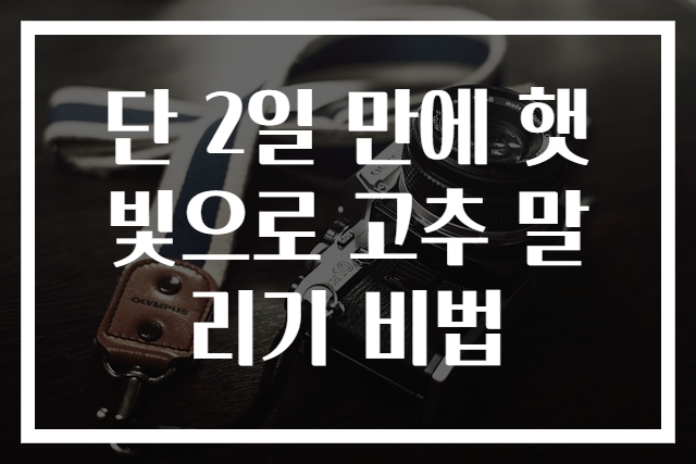 단 2일 만에 햇빛으로 고추 말리기 비법