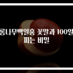 배롱나무백일홍 꽃말과 100일간 피는 비밀