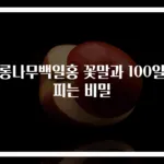 배롱나무백일홍 꽃말과 100일간 피는 비밀