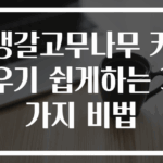 뱅갈고무나무 키우기 쉽게하는 3가지 비법