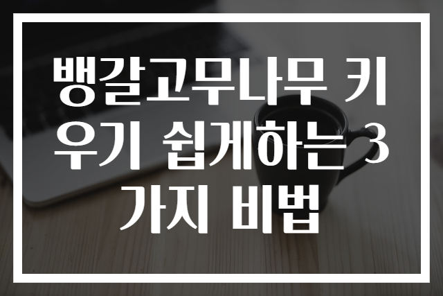 뱅갈고무나무 키우기 쉽게하는 3가지 비법