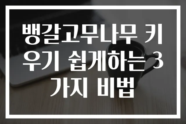 뱅갈고무나무 키우기 쉽게하는 3가지 비법