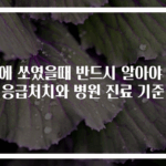 벌에 쏘였을때 반드시 알아야 할 응급처치와 병원 진료 기준