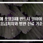 벌에 쏘였을때 반드시 알아야 할 응급처치와 병원 진료 기준