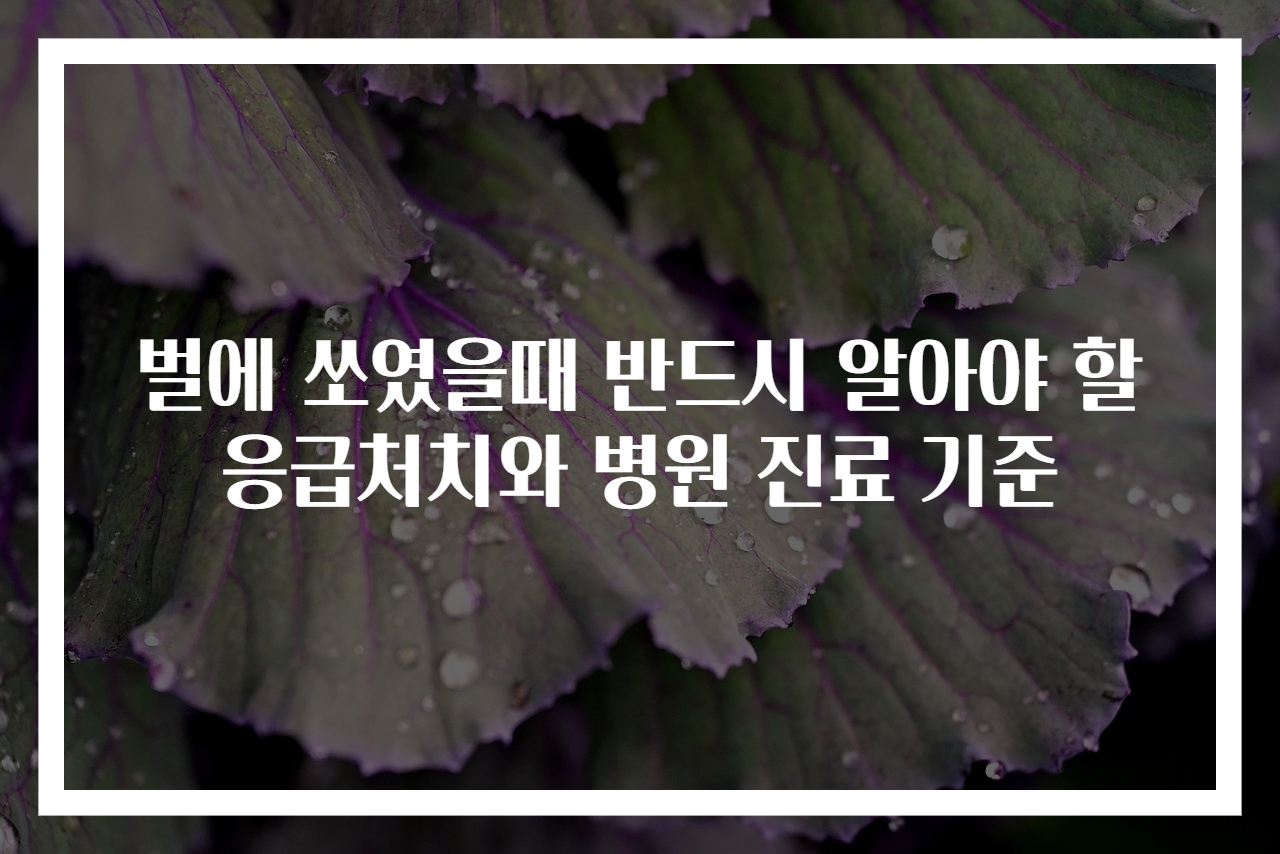 벌에 쏘였을때 반드시 알아야 할 응급처치와 병원 진료 기준