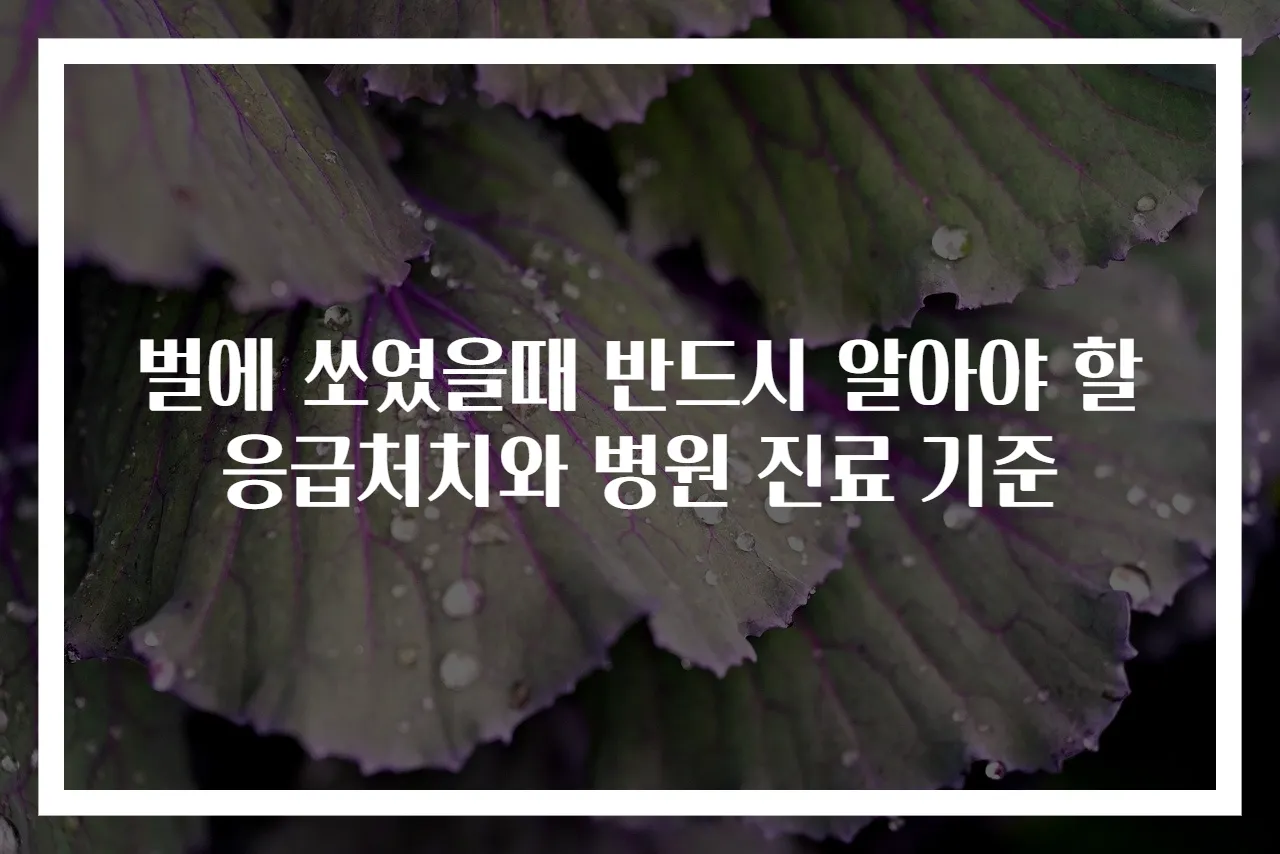 벌에 쏘였을때 반드시 알아야 할 응급처치와 병원 진료 기준