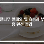산딸나무 열매와 잎 효능과 부작용 완전 정리