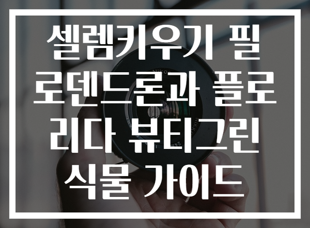 셀렘키우기 필로덴드론과 플로리다 뷰티그린 식물 가이드