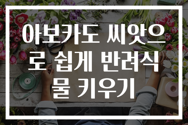 아보카도 씨앗으로 쉽게 반려식물 키우기