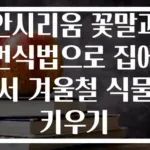 안시리움 꽃말과 번식법으로 집에서 겨울철 식물 키우기