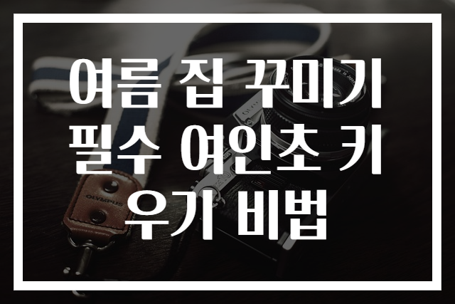 여름 집 꾸미기 필수 여인초 키우기 비법