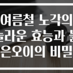여름철 노각의 놀라운 효능과 늙은오이의 비밀