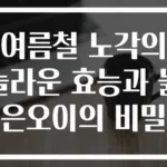 여름철 노각의 놀라운 효능과 늙은오이의 비밀