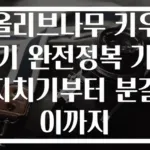 올리브나무 키우기 완전정복 가지치기부터 분갈이까지