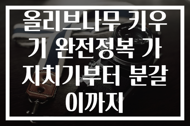 올리브나무 키우기 완전정복 가지치기부터 분갈이까지
