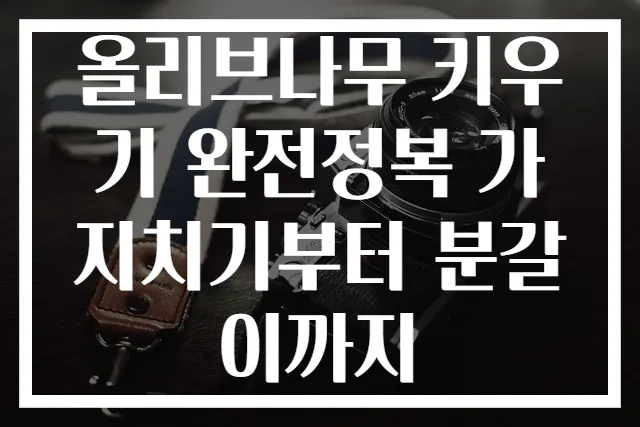 올리브나무 키우기 완전정복 가지치기부터 분갈이까지