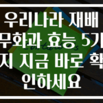 우리나라 재배 무화과 효능 5가지 지금 바로 확인하세요