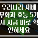 우리나라 재배 무화과 효능 5가지 지금 바로 확인하세요