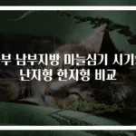 중부 남부지방 마늘심기 시기와 난지형 한지형 비교