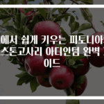 집에서 쉽게 키우는 피토니아와 보스톤고사리 아디안텀 완벽 가이드