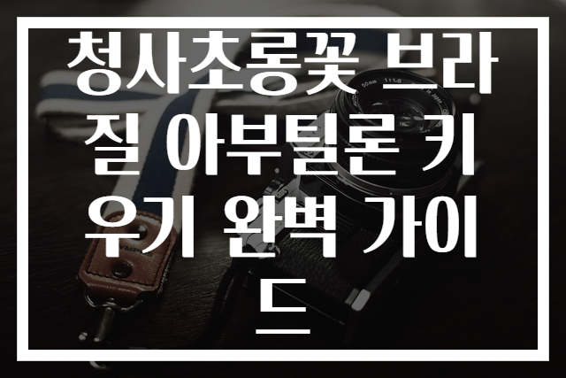 청사초롱꽃 브라질 아부틸론 키우기 완벽 가이드