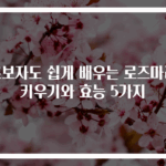 초보자도 쉽게 배우는 로즈마리 키우기와 효능 5가지
