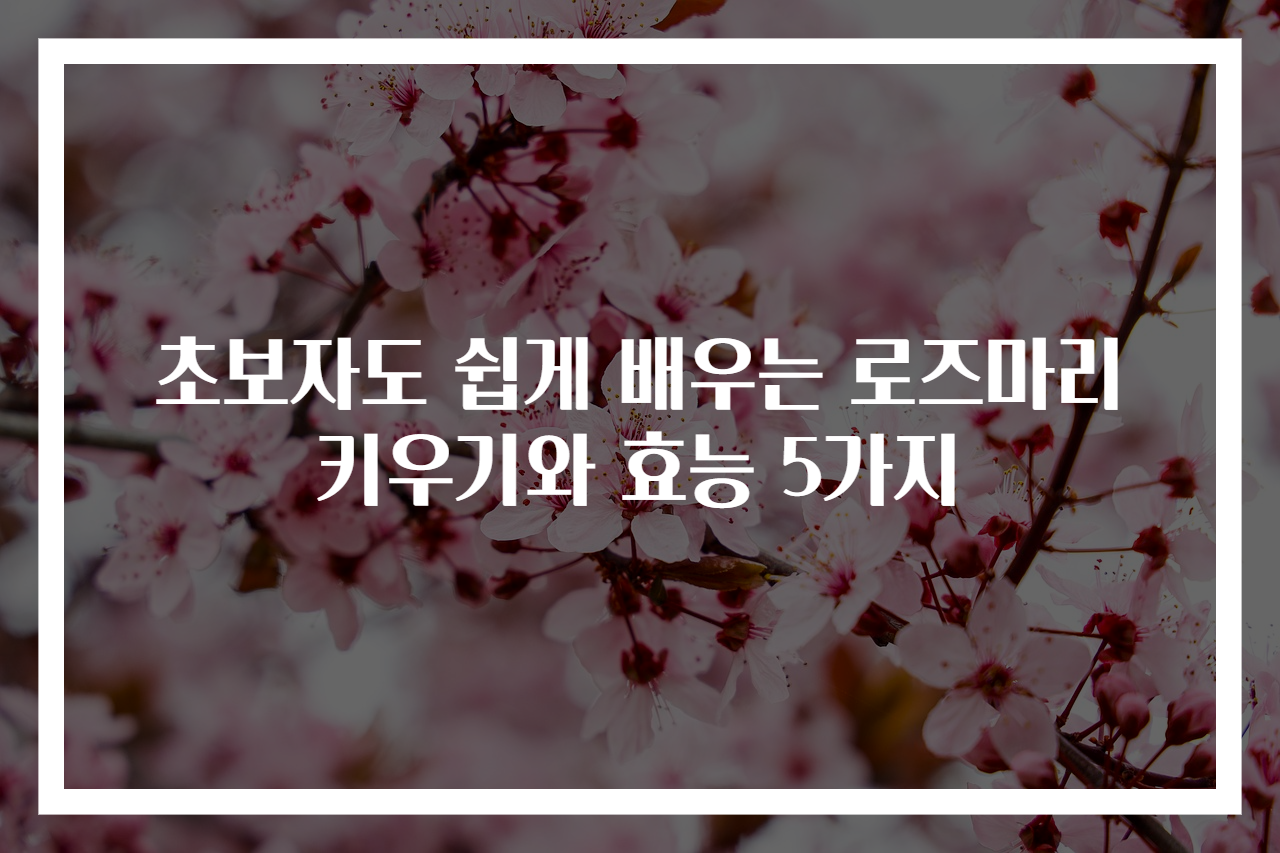 초보자도 쉽게 배우는 로즈마리 키우기와 효능 5가지