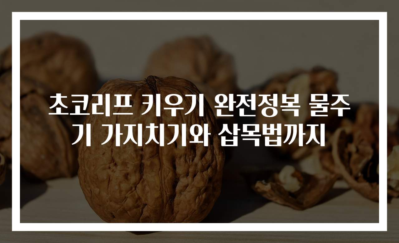 초코리프 키우기 완전정복 물주기 가지치기와 삽목법까지