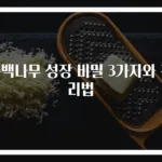 측백나무 성장 비밀 3가지와 관리법