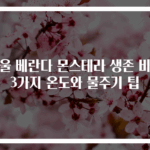 겨울 베란다 몬스테라 생존 비법 3가지 온도와 물주기 팁