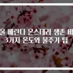겨울 베란다 몬스테라 생존 비법 3가지 온도와 물주기 팁