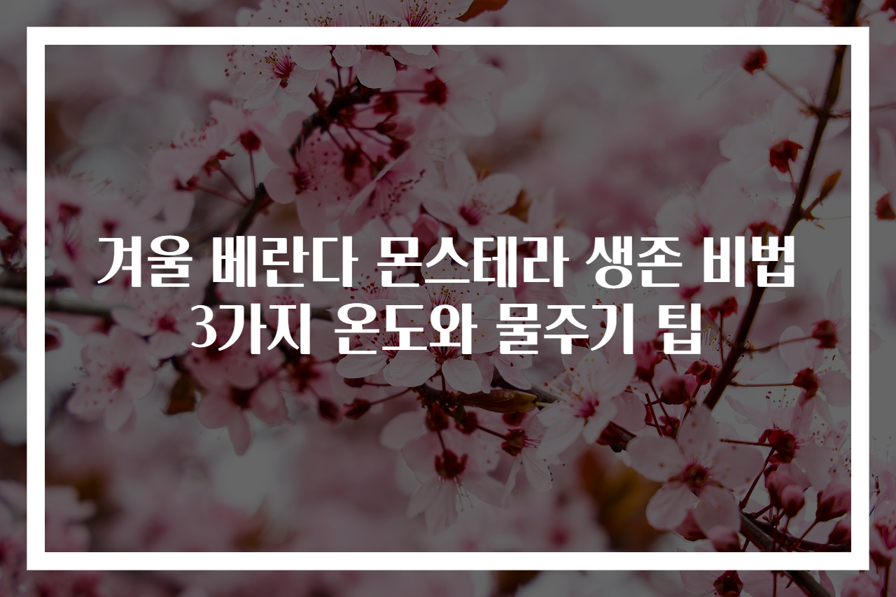 겨울 베란다 몬스테라 생존 비법 3가지 온도와 물주기 팁