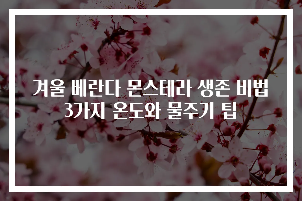 겨울 베란다 몬스테라 생존 비법 3가지 온도와 물주기 팁