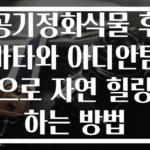 공기정화식물 후마타와 아디안텀으로 자연 힐링하는 방법