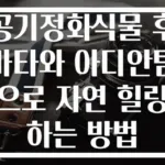 공기정화식물 후마타와 아디안텀으로 자연 힐링하는 방법