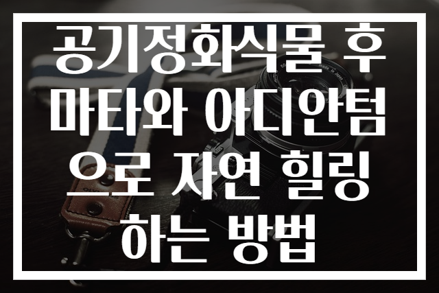 공기정화식물 후마타와 아디안텀으로 자연 힐링하는 방법
