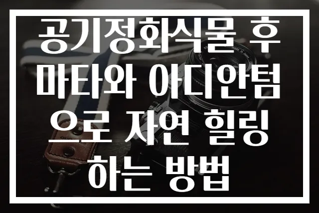 공기정화식물 후마타와 아디안텀으로 자연 힐링하는 방법