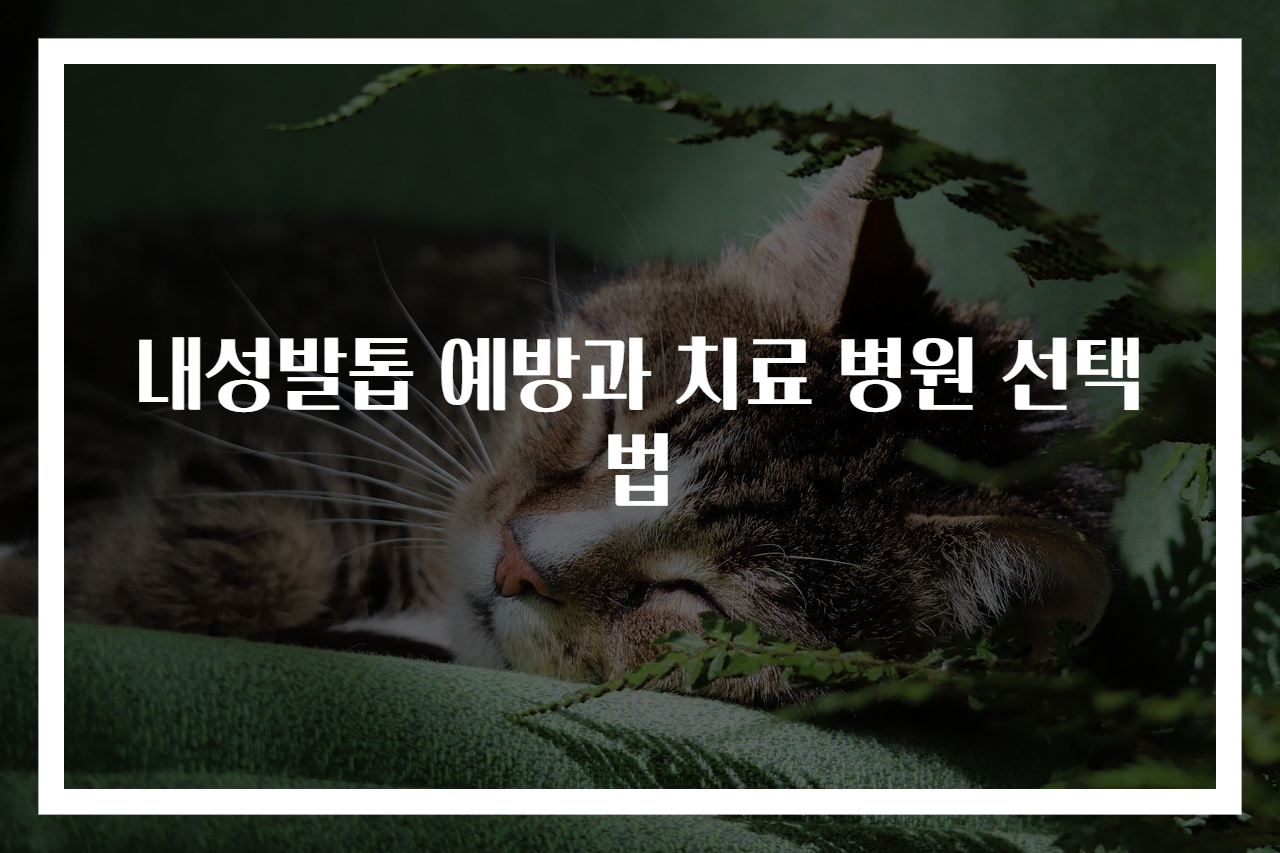 내성발톱 예방과 치료 병원 선택법