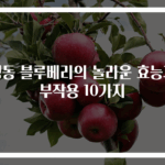 냉동 블루베리의 놀라운 효능과 부작용 10가지