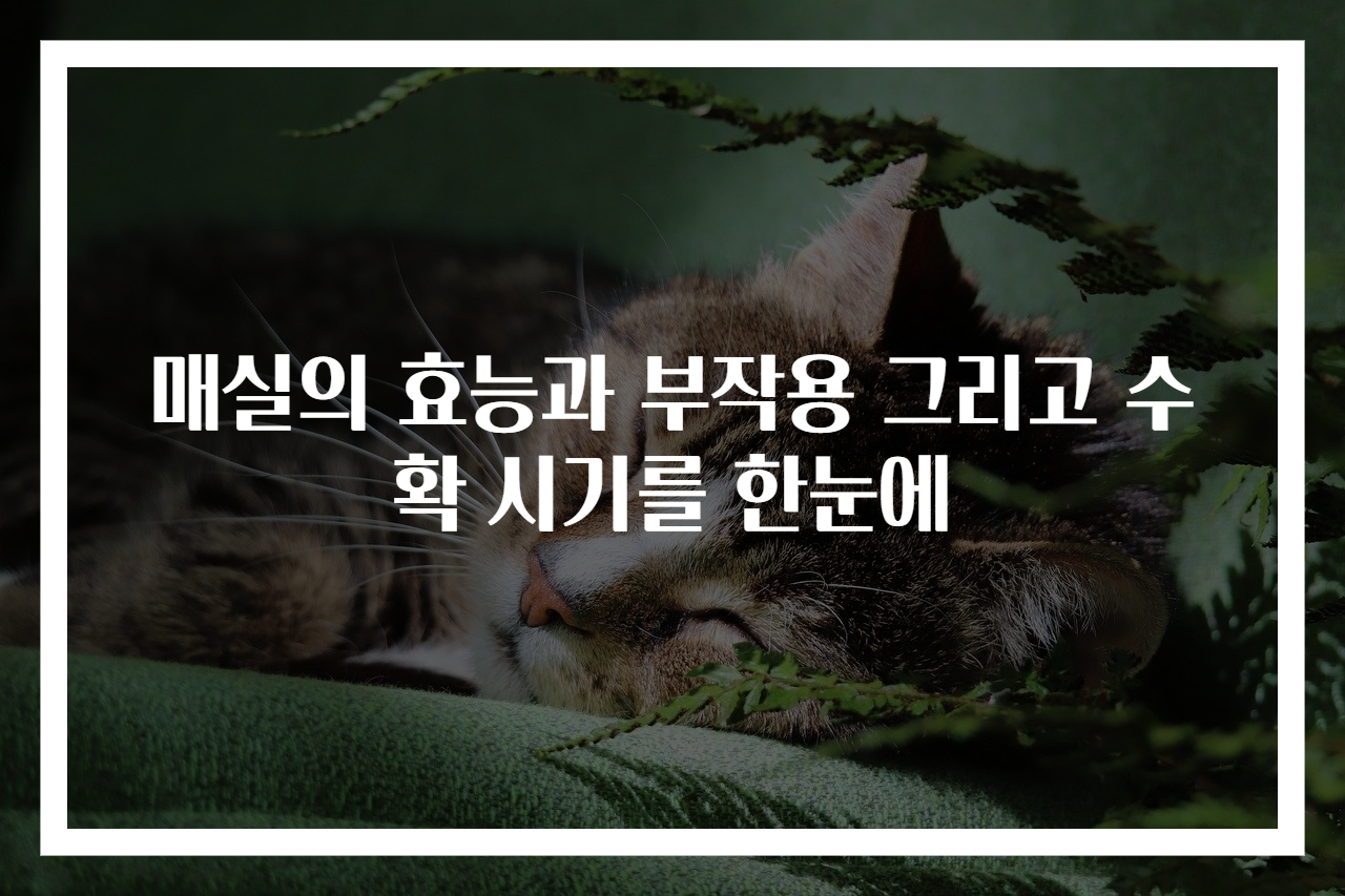 매실의 효능과 부작용 그리고 수확 시기를 한눈에
