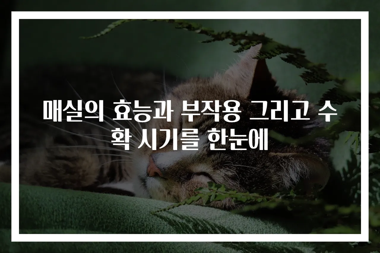 매실의 효능과 부작용 그리고 수확 시기를 한눈에