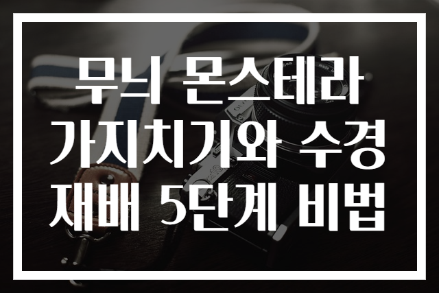 무늬 몬스테라 가지치기와 수경재배 5단계 비법