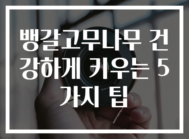 뱅갈고무나무 건강하게 키우는 5가지 팁