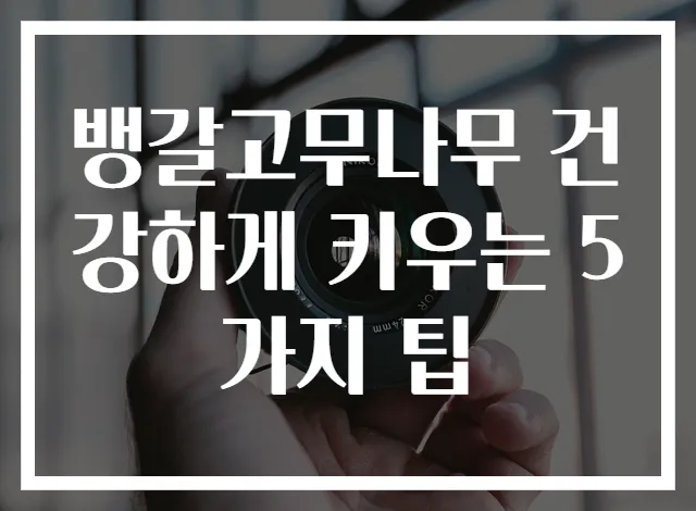 뱅갈고무나무 건강하게 키우는 5가지 팁