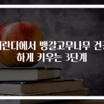 베란다에서 뱅갈고무나무 건강하게 키우는 3단계