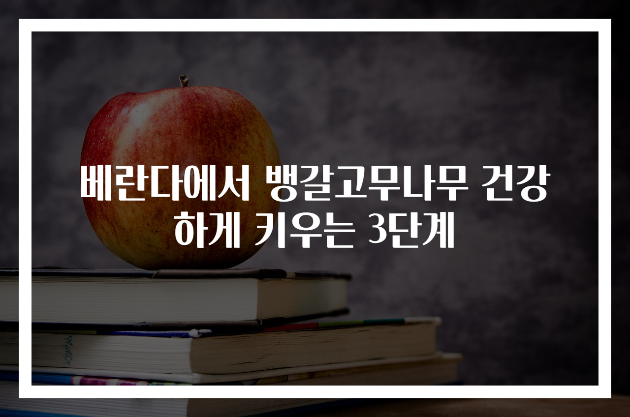 베란다에서 뱅갈고무나무 건강하게 키우는 3단계