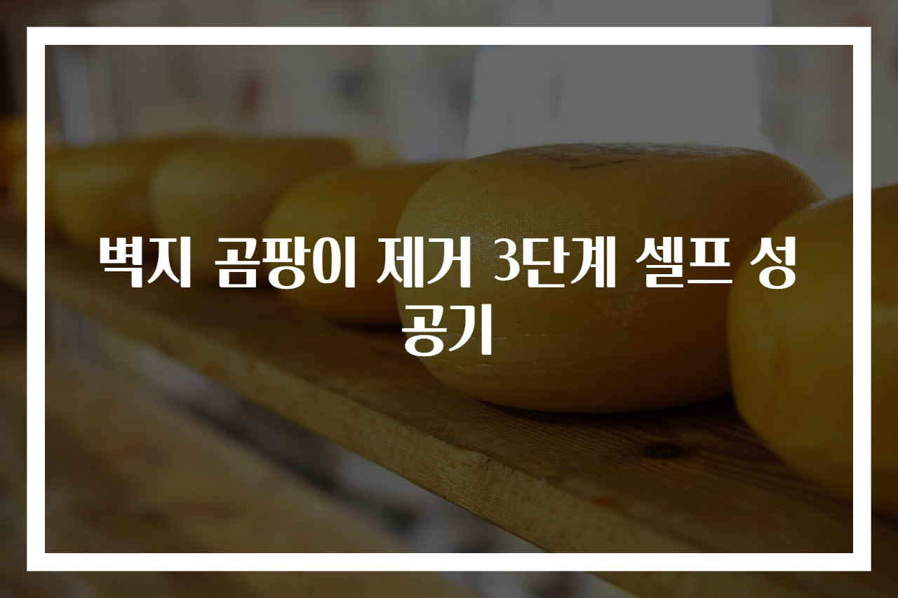 벽지 곰팡이 제거 3단계 셀프 성공기