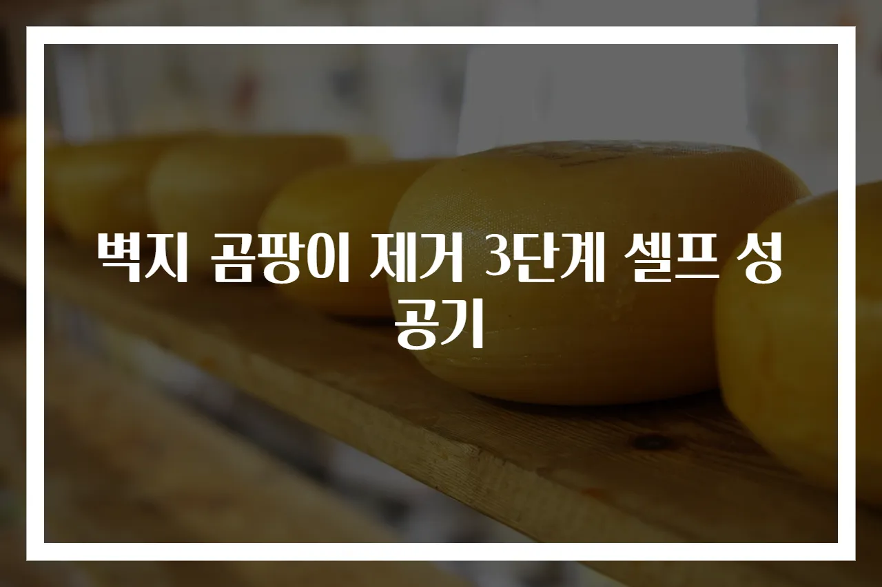 벽지 곰팡이 제거 3단계 셀프 성공기